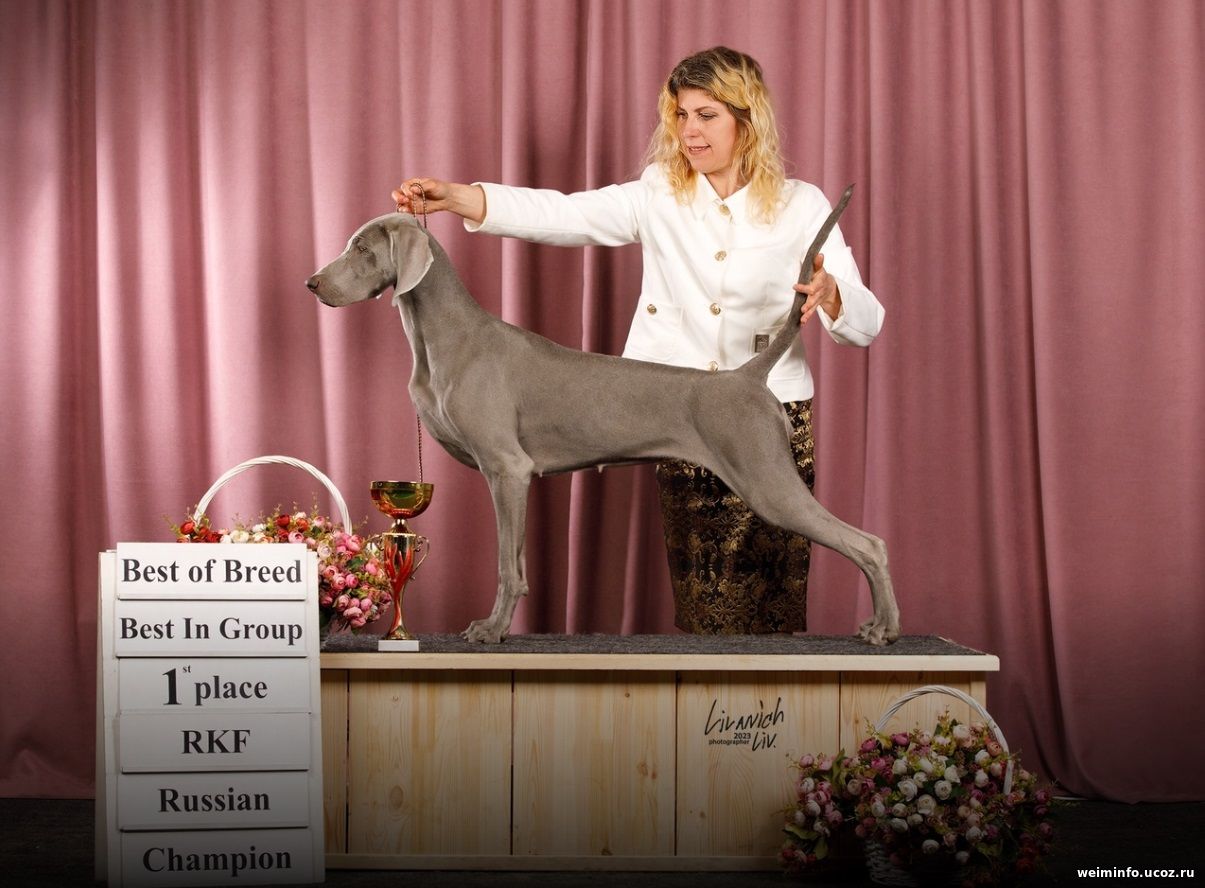 Silver Windrose Enza