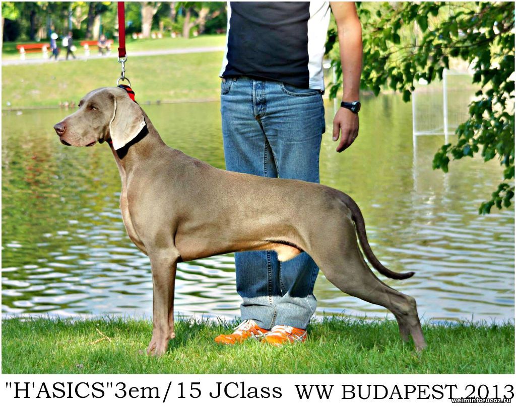 H'Asics The Wittelsbach von Silberweiss Jager